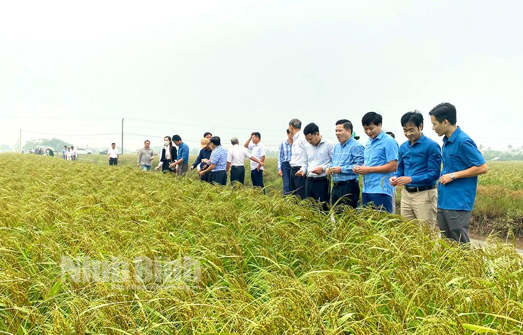 Kim Sơn: trên 200 ha lúa sản xuất theo hướng hữu cơ cho hiệu quả vượt trội