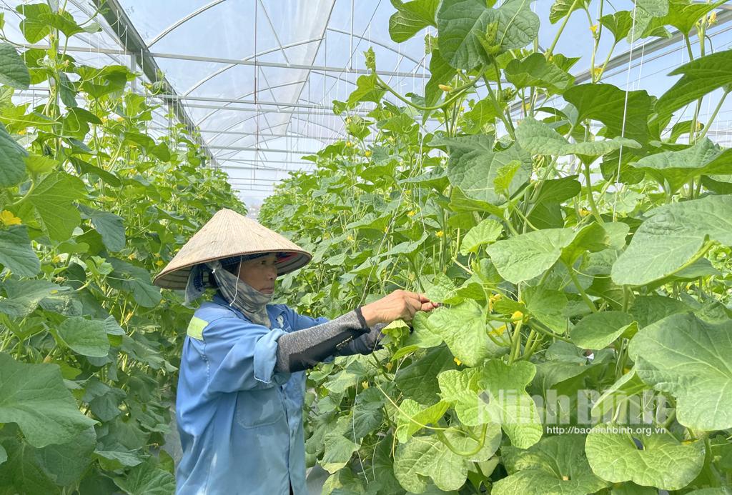 Nhân rộng mô hình trồng rau màu trong nhà lưới