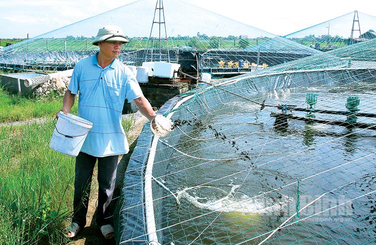 Bảo vệ tôm nuôi trước ảnh hưởng của mưa lớn