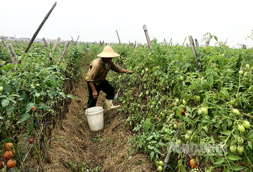 Yên Mô: Khắc phục khó khăn, đẩy mạnh sản xuất vụ đông