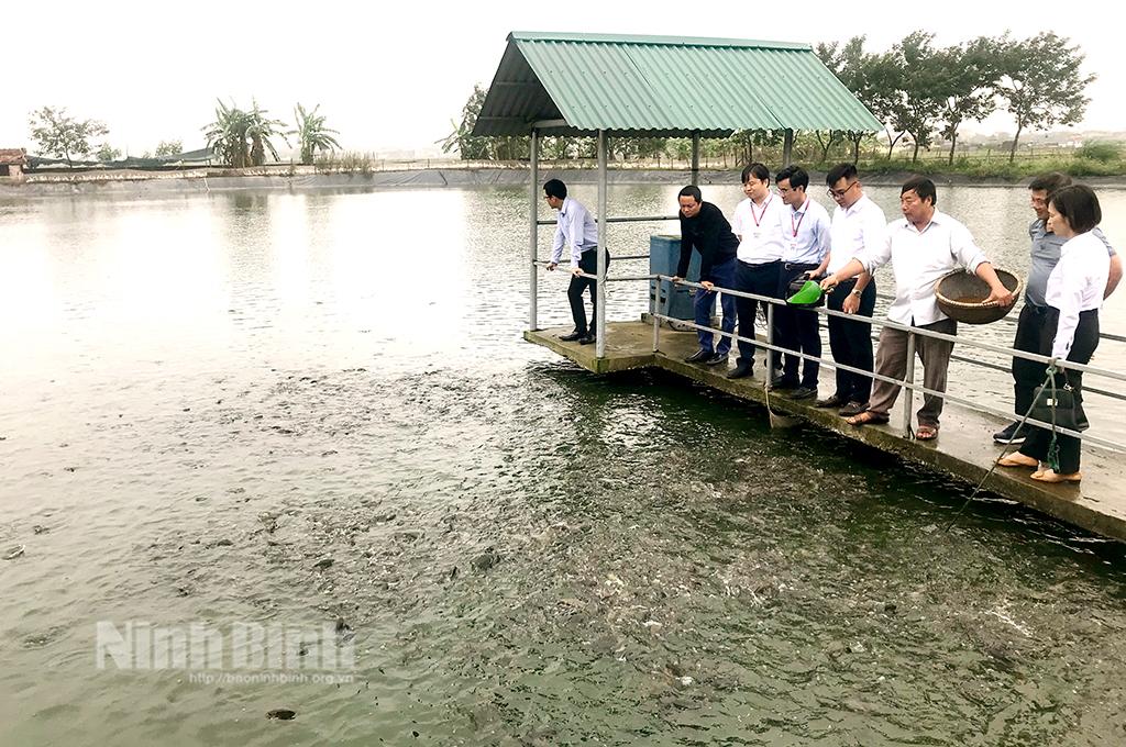 Thu nhập cao từ mô hình thả cá kết hợp nuôi vịt sinh sản