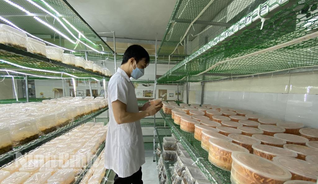 Chàng thanh niên trẻ với mô hình nuôi cấy đông trùng hạ thảo