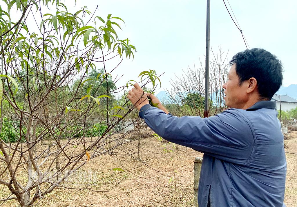 "Thủ phủ" đào phai Đông Sơn hối hả vào vụ Tết