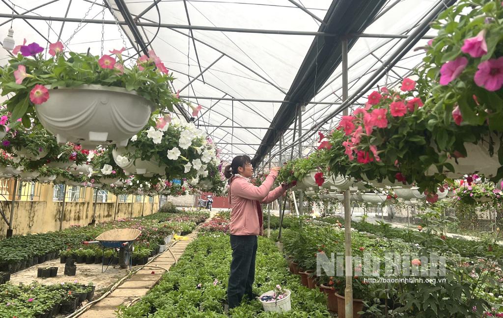 Các nhà vườn Ninh Bình tất bật chuẩn bị Tết