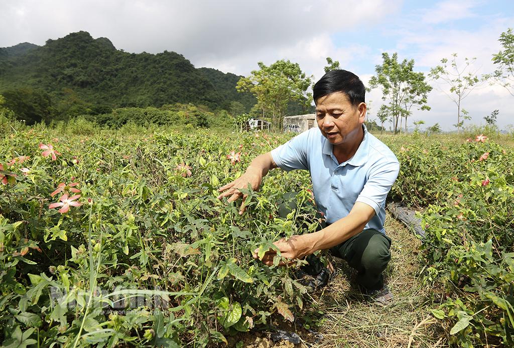 Triển vọng từ sâm Bố Chính ở Yên Quang