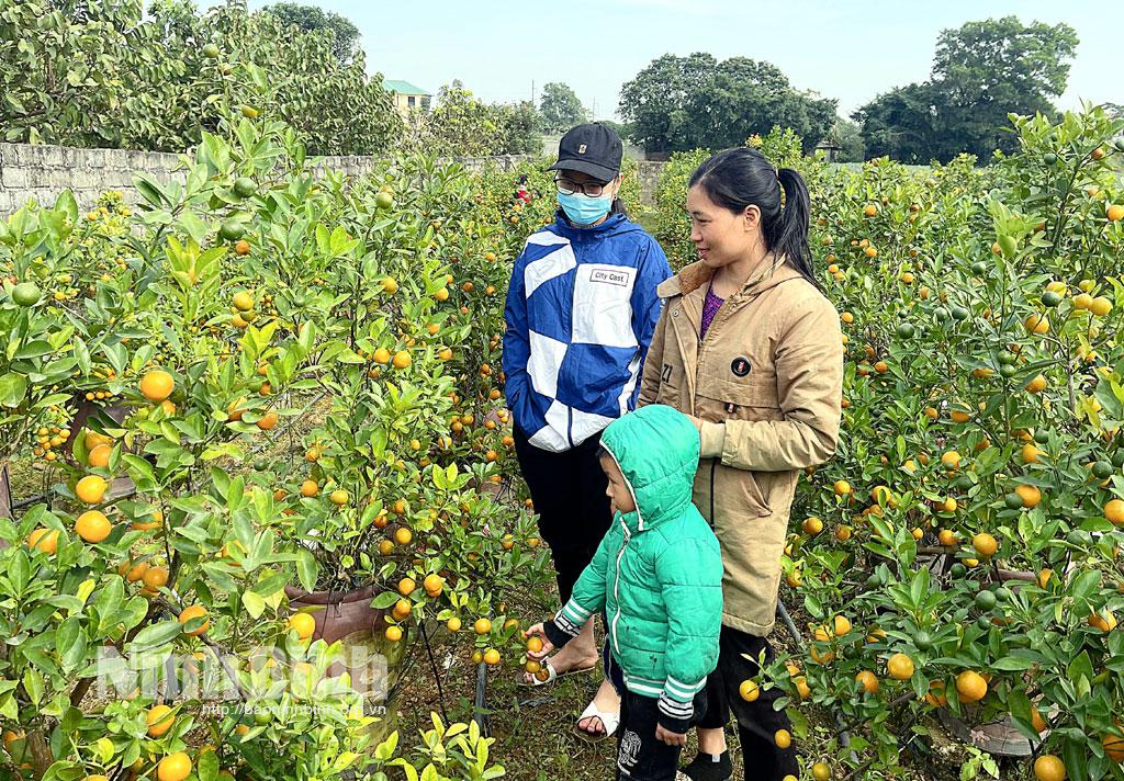 Khởi động thị trường hoa, cây cảnh dịp Tết