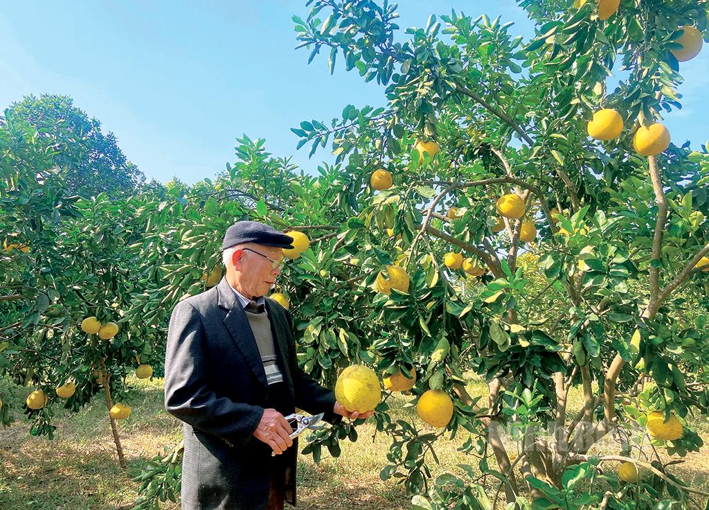 Vườn bưởi Tết trĩu quả của lão nông 70 tuổi