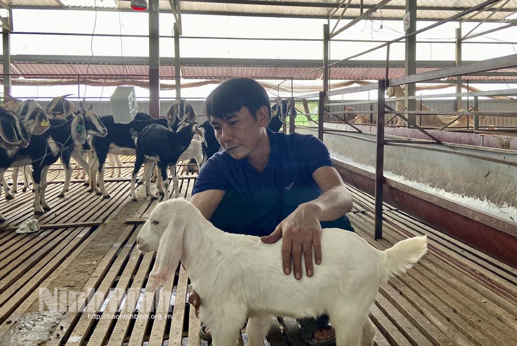 Phát triển các mô hình nuôi dê theo hướng an toàn sinh học