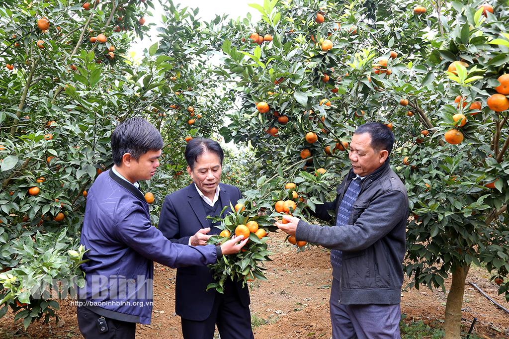 Vụ cam V2 đầu tiên trên đất Phú Long đã cho trái ngọt