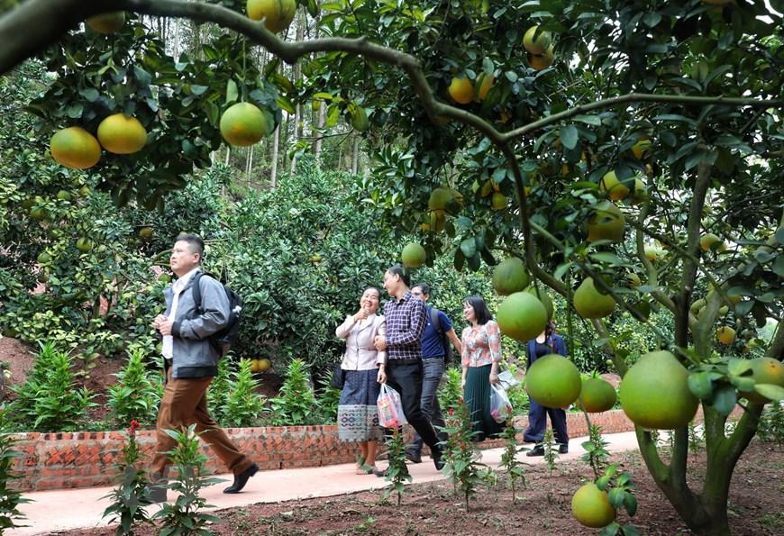Bắc Giang: Trải nghiệm du lịch miệt vườn mùa cam, bưởi Lục Ngạn
