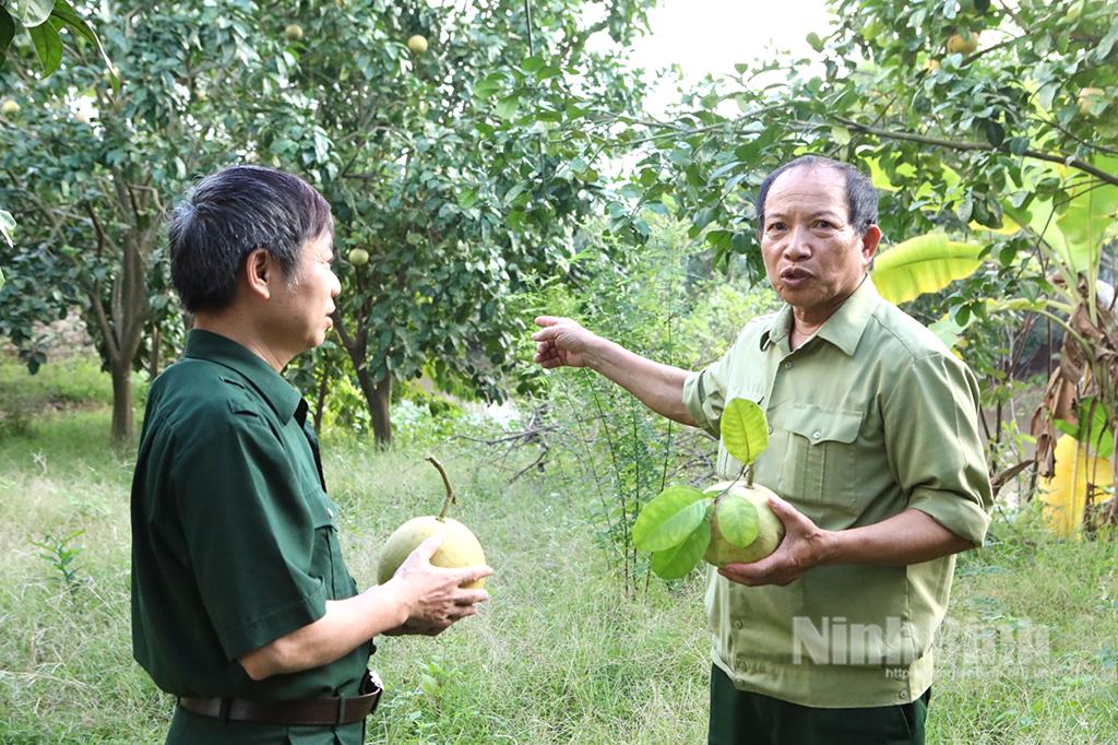 Cựu chiến binh Vũ Thế Huân: Người đưa cây bưởi Luận Văn về trồng trên đất Yên Nhân