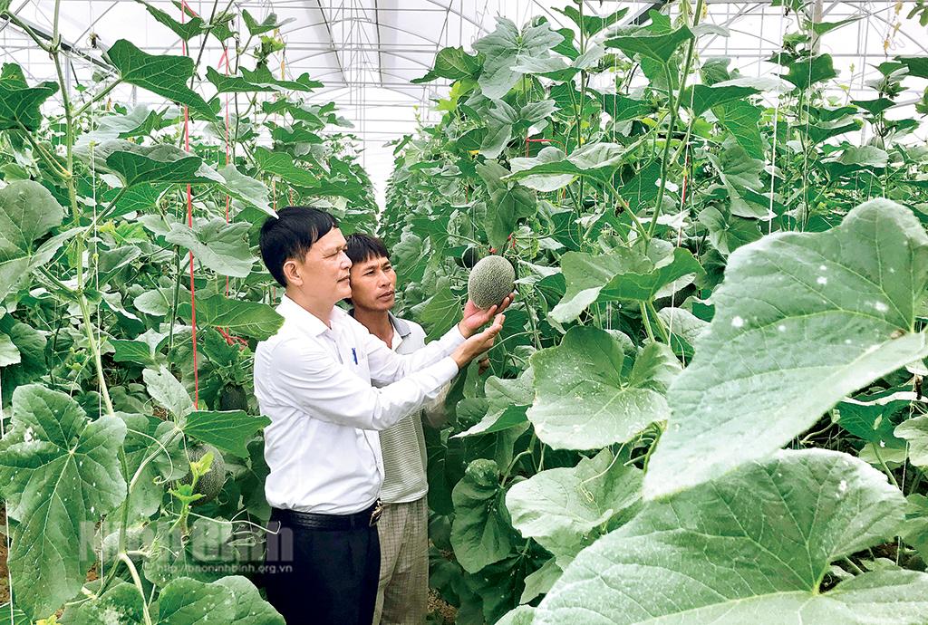 Phát triển vụ Đông theo hướng thực chất, hiệu quả