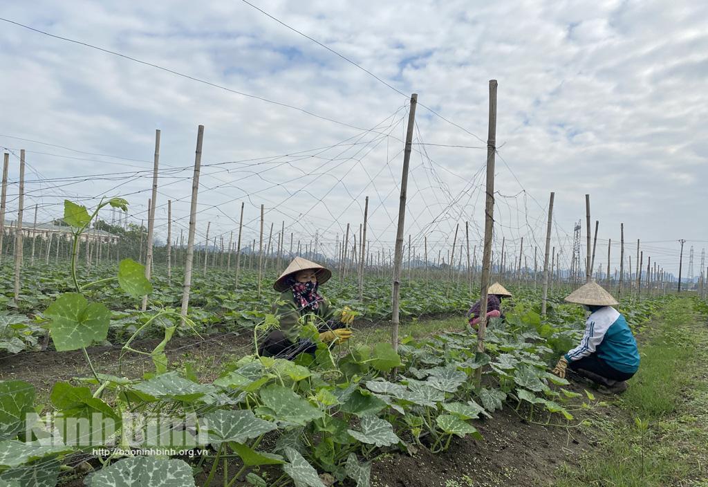 Ninh Binh expands organic agricultural production