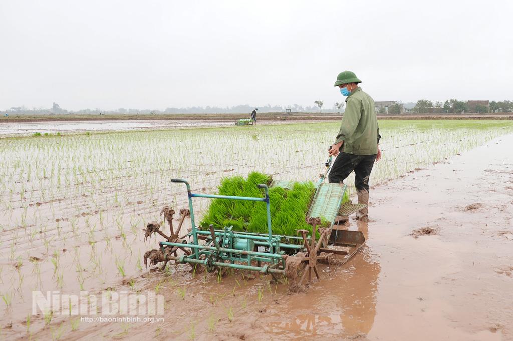 Yên Mô khuyến khích nhân rộng mô hình cấy lúa bằng máy kéo tay