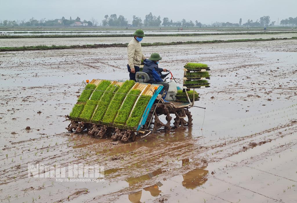Nông dân Yên Khánh khẩn trương xuống đồng cấy lúa