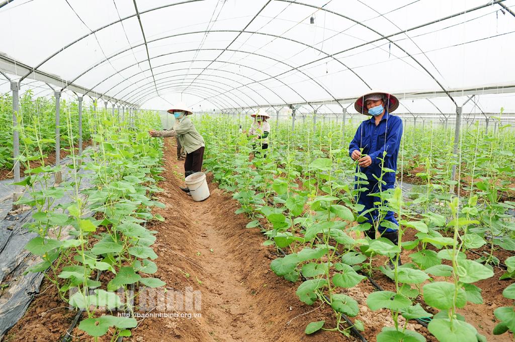 Tập trung xây dựng chuỗi giá trị sản phẩm nông nghiệp