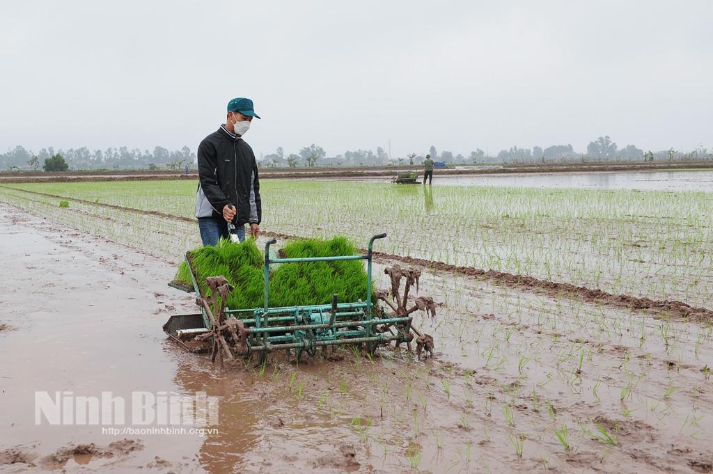 Thực hiện ngay các biện pháp chống rét, bảo vệ lúa đông xuân