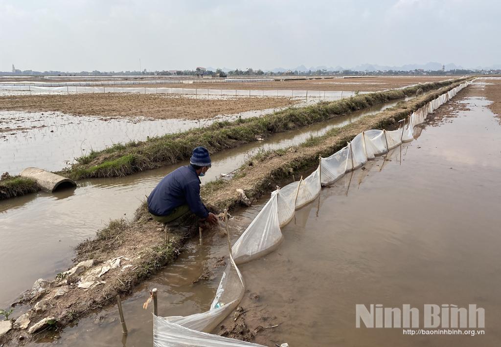 Kim Sơn: Khẩn trương khắc phục diện tích lúa đông xuân bị ảnh hưởng bởi rét đậm, rét hại
