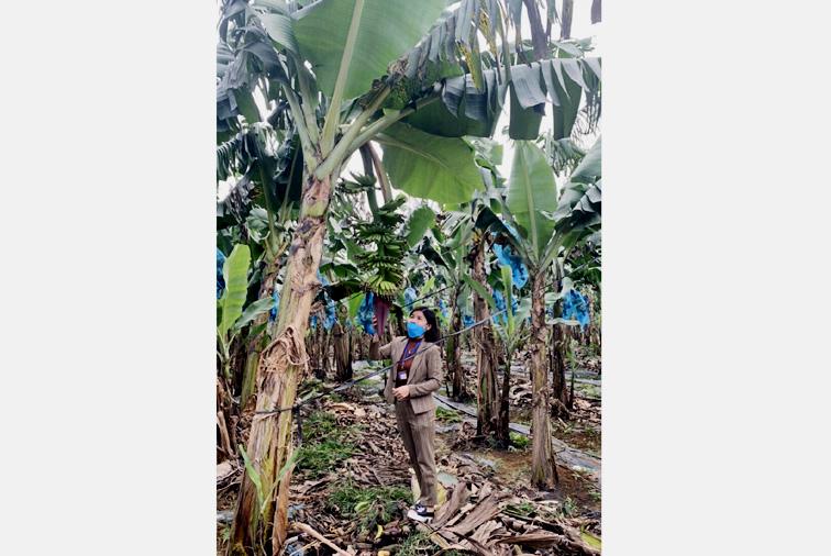 Ninh Bình có 1 vùng sản xuất được cấp mã số vùng trồng