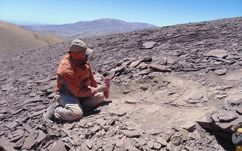 Chile phát hiện nghĩa địa hóa thạch của loài bò sát bay cổ đại ở sa mạc Atacama