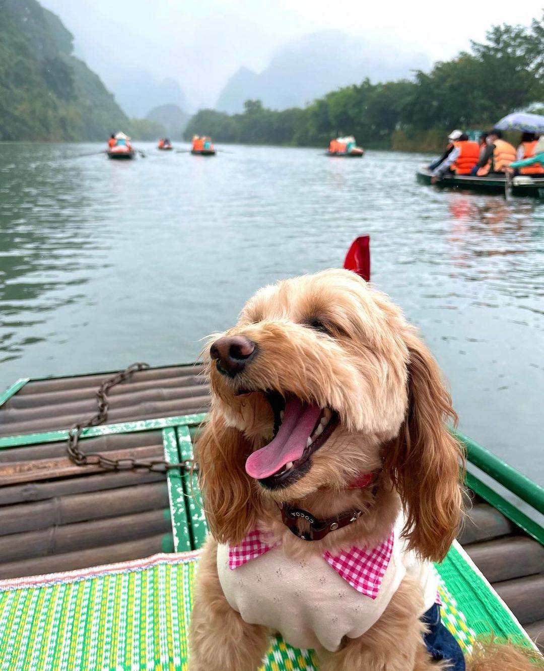 Cún cưng đam mê sống ảo, làm hẳn một series ảnh tại các địa danh nổi tiếng của Ninh Bình "đốn tim" netizen