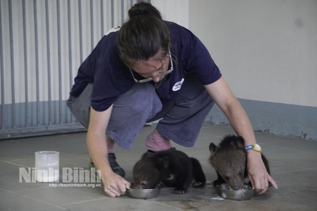 Four Paws tiếp nhận thành công hai cá thể gấu ngựa con tại tỉnh Lai Châu