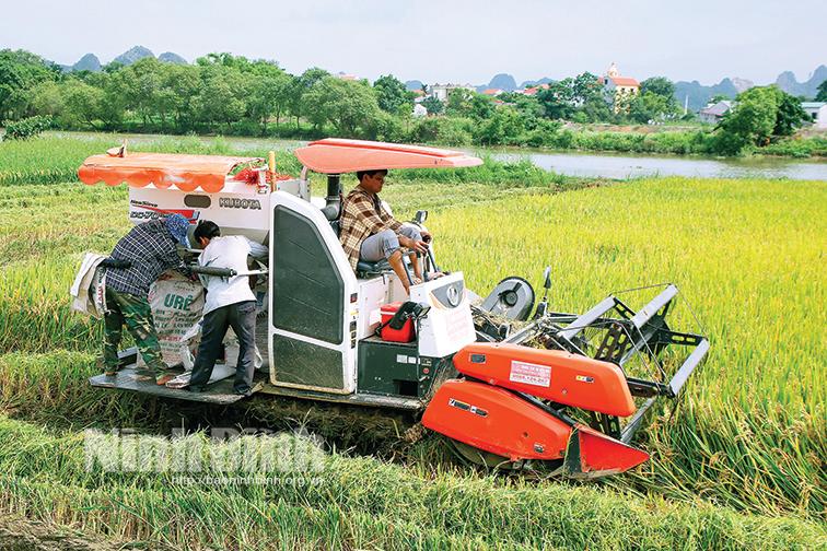 Đẩy nhanh tiến độ thu hoạch lúa ngoài đê chạy lũ tiểu mãn