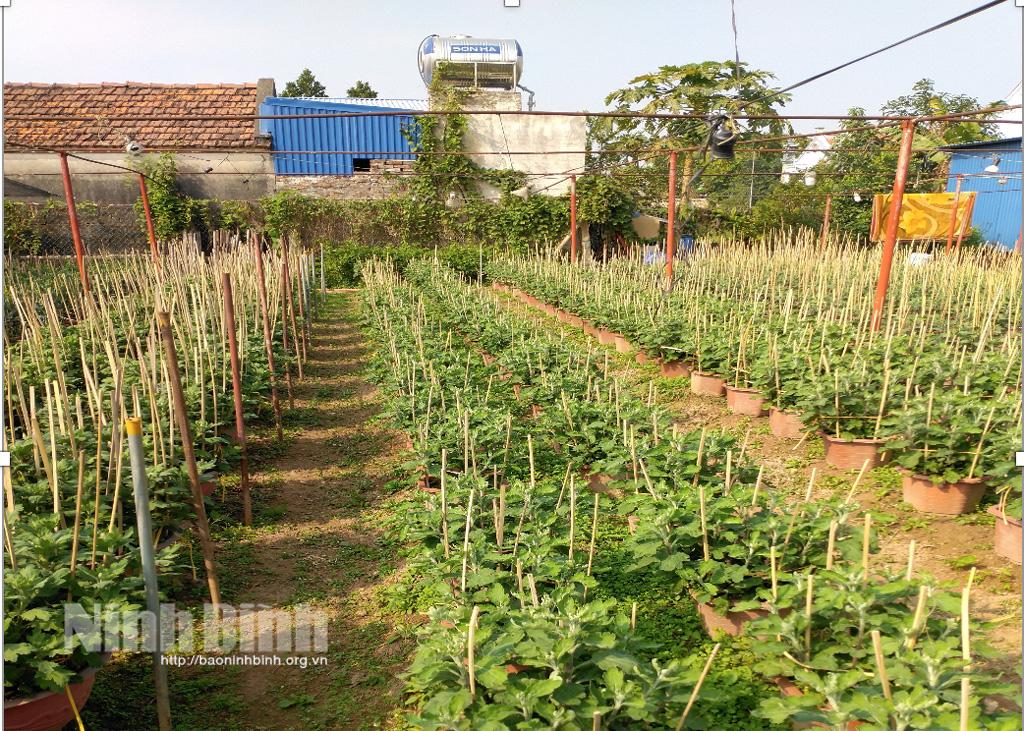 Nhân giống và bảo tồn cúc Hoàng Long Cảo - hướng đi mới nhiều hứa hẹn cho nông nghiệp Ninh Bình
