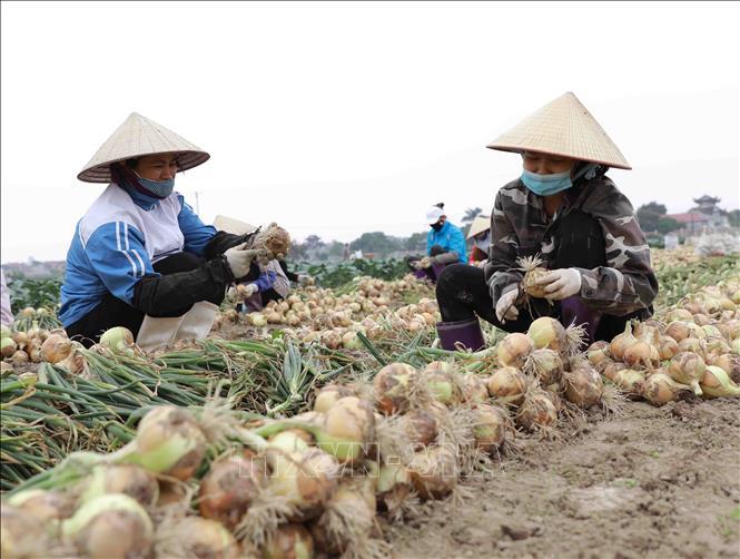 Hiệu quả từ những mô hình nông nghiệp ứng dụng công nghệ cao