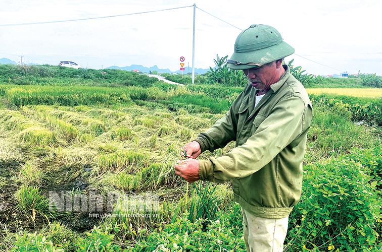Nhiều khó khăn trong sản xuất vụ Mùa