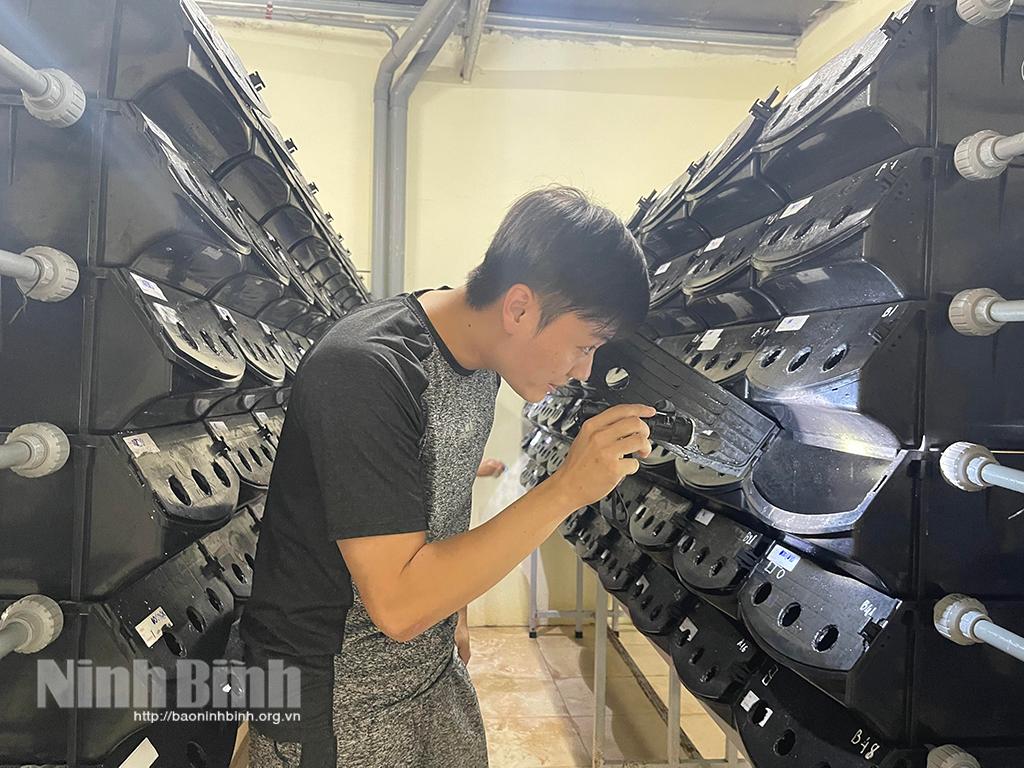 Độc đáo mô hình nuôi cua biển trong hộp nhựa đầu tiên tại Ninh Bình