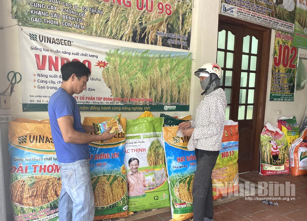 Giống lúa cho vụ mùa: nguồn cung dồi dào, giá tăng nhẹ