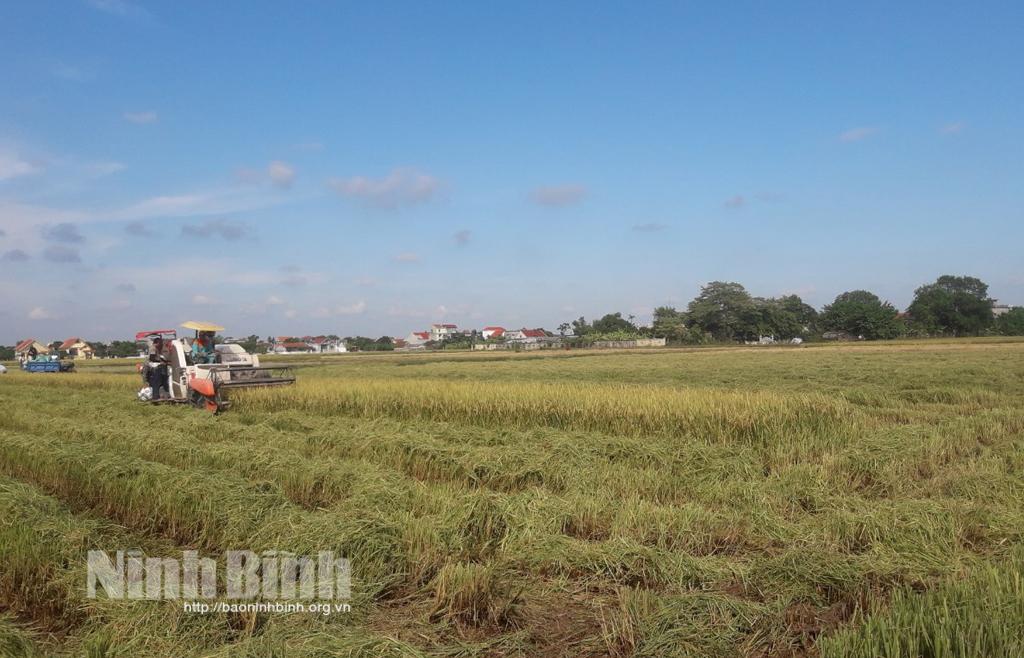 Yên Khánh: Niềm vui được mùa vụ lúa đông xuân