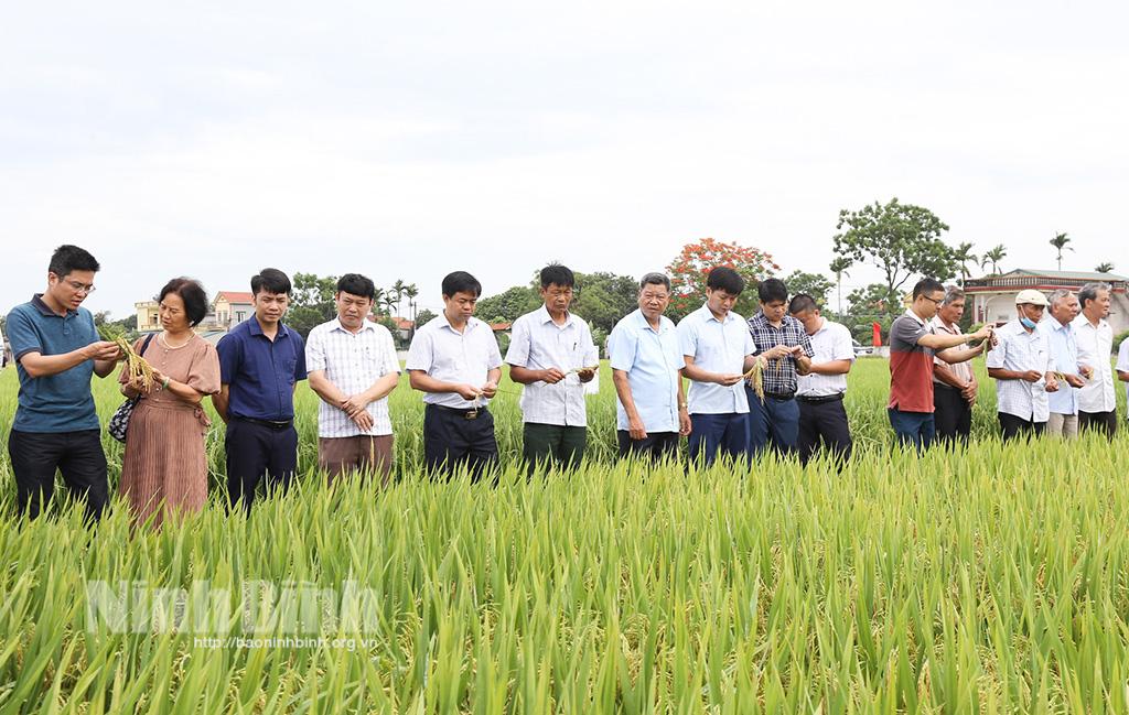 Sản xuất lúa theo chuỗi giá trị đồng bộ giúp nông dân tăng 10-20% thu nhập