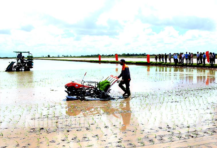 Hội nghị liên kết sản xuất lúa, trình diễn mạ khay, cấy máy