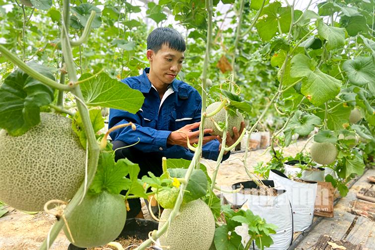 Thu hàng trăm triệu đồng nhờ trồng dưa lưới hữu cơ