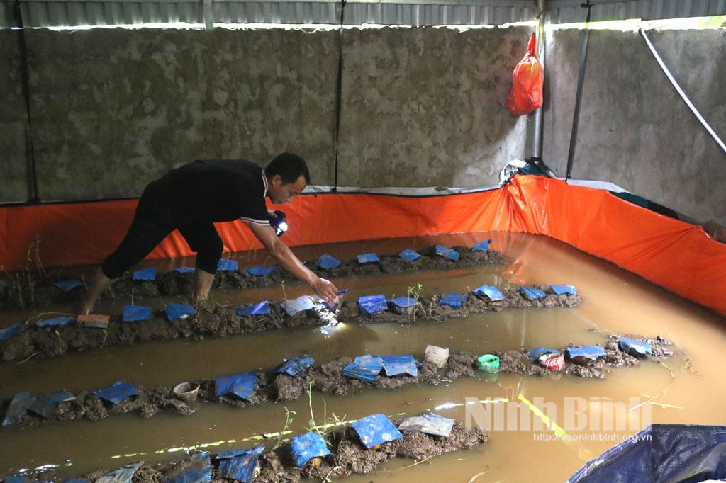 Nuôi lươn không bùn thu lãi hàng trăm triệu đồng mỗi năm