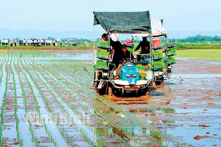Sản xuất lúa gạo theo chuỗi giá trị đồng bộ