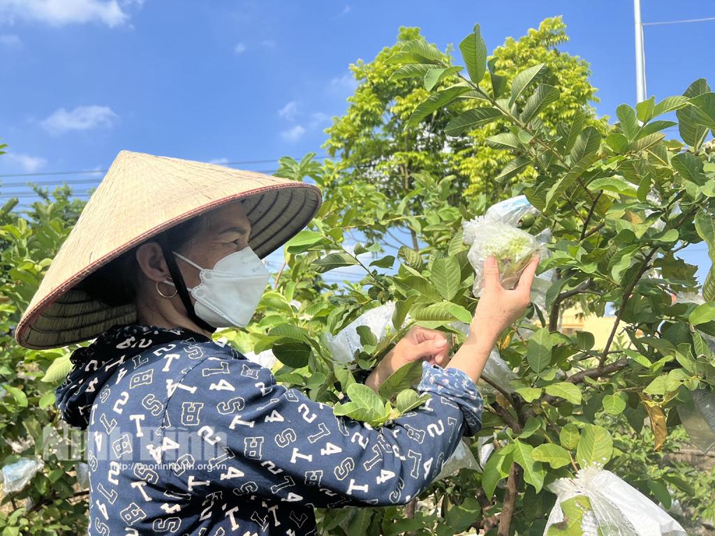 Ổi Đồng Phong, sản phẩm OCOP tiềm năng