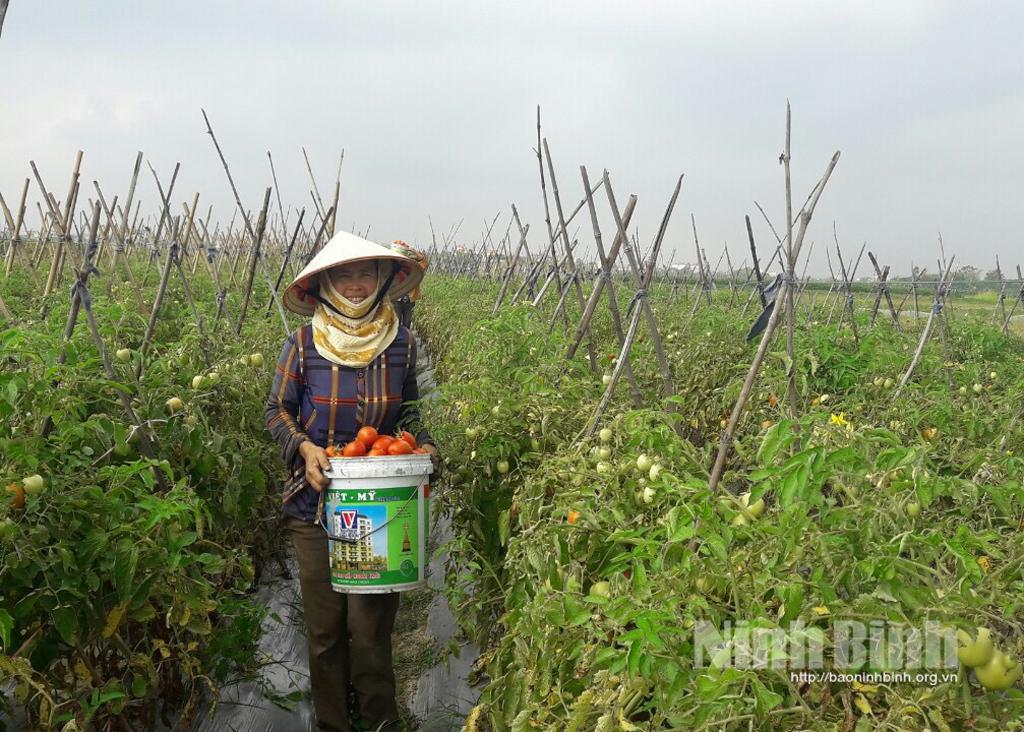 Yên Mô: Phát triển nông nghiệp hữu cơ - tạo hướng đi bền vững