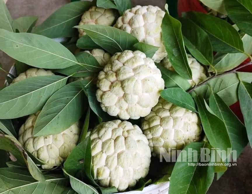 Dồi dào hoa quả phục vụ rằm tháng bảy