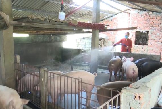 Ninh Binh's breeding sector enjoys high growth