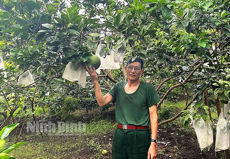 Cây bưởi da xanh trên vùng đất đồi Đông Sơn