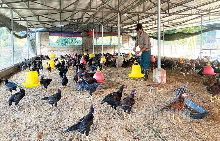 Gia cầm lên giá, nông dân phấn khởi tăng đàn