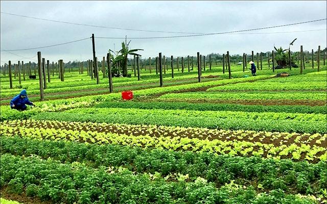 Đề xuất chính sách ưu đãi, hỗ trợ kinh tế trang trại