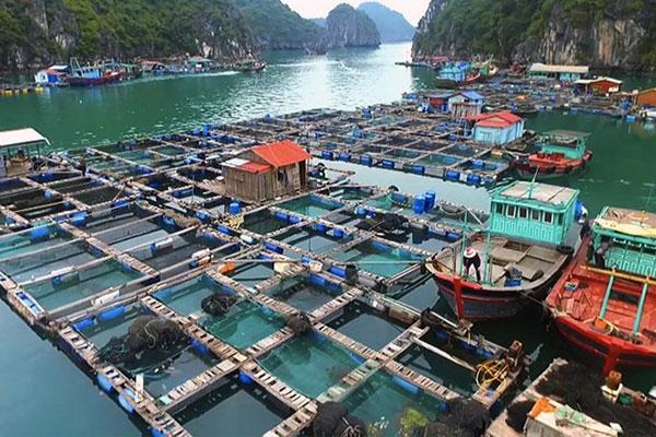 Vietnam issues national plan on aquaculture development for 2021-2030
