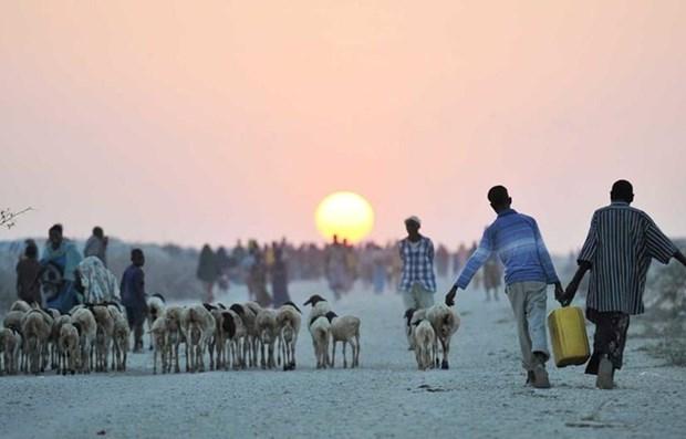 Mất an ninh lương thực đe dọa 80 triệu người ở khu vực Sừng châu Phi