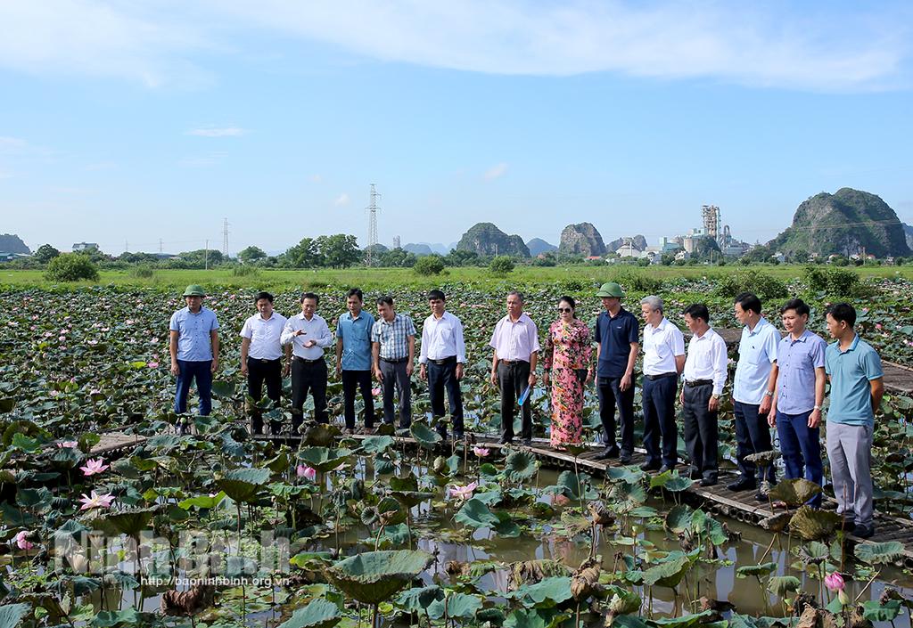 Hội nghị đầu bờ đánh giá hiệu quả mô hình phát triển một số giống sen mới theo chuỗi giá trị
