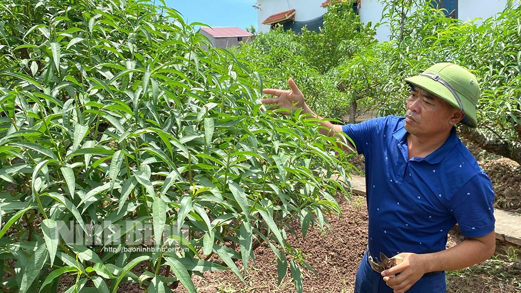 Trồng đào thế bán Tết, thu tiền tỷ mỗi năm