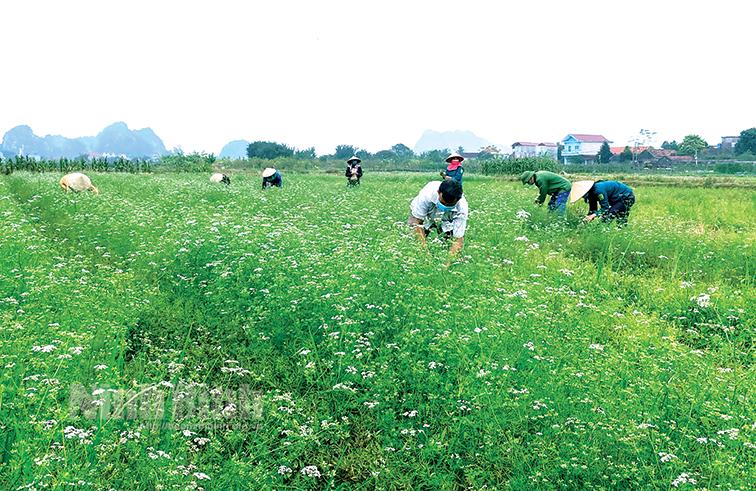 Vụ đông năm 2022: Linh hoạt các giải pháp, biến thách thức thành cơ hội